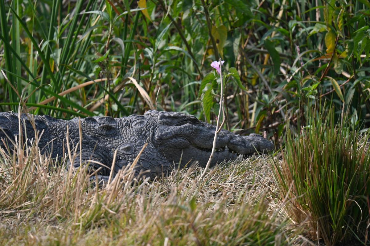 Spirit of the swamp a reptile lying in the grass